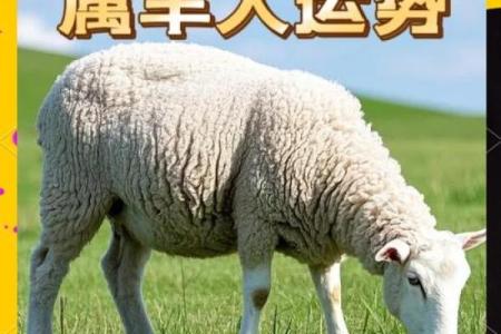 属羊的人2025 属羊的人2025年幸运色