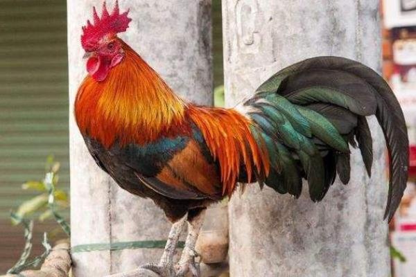 93年属鸡的姻缘在哪年_93年属鸡的姻缘在哪年在哪个方位 93年属鸡的姻缘在哪年_93年属鸡的姻缘在哪年在哪个方位