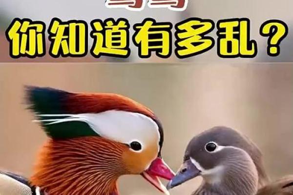 天地鸳鸯合最佳姻缘的真相揭秘