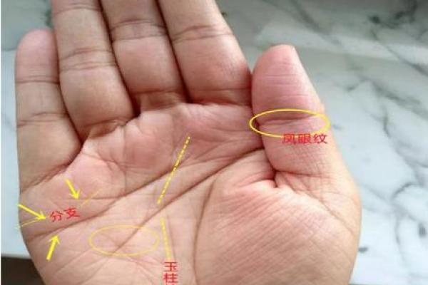 手相算命女人视频