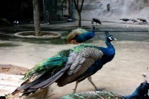 莆田凤凰山小鸟算命 莆田凤凰山小鸟算命