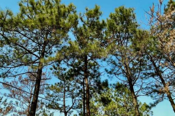 莆田凤凰山小鸟算命 莆田凤凰山小鸟算命