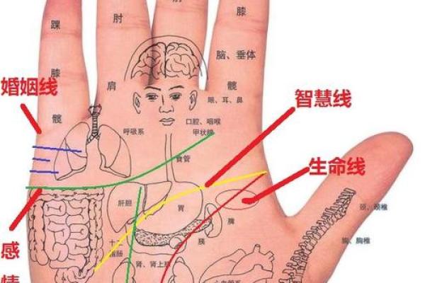 图解:手相手腕线算命 图解:手相手腕线算命
