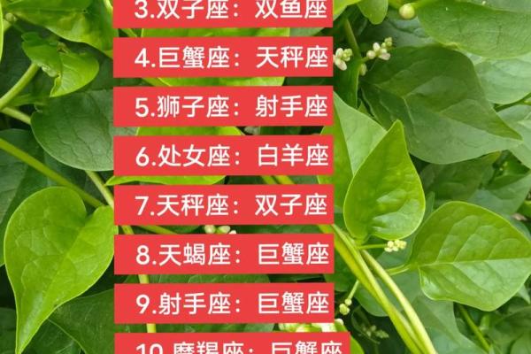白羊金牛和狮子处女座配对怎么样