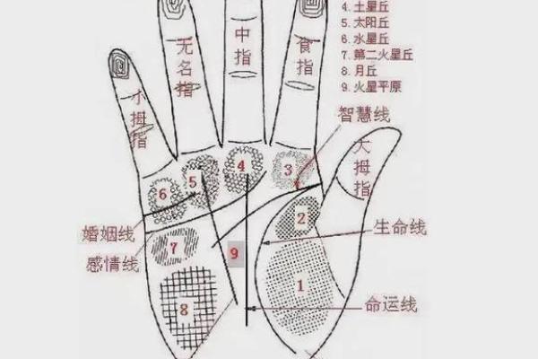 手相“影响线”算命图解 手相“影响线”算命图解