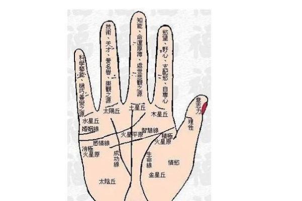 手相指纹算命图解