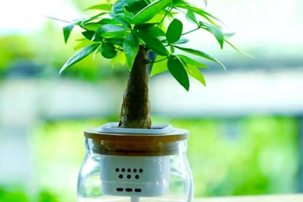 阳台植物摆放旺财风水 阳台植物摆放旺财风水