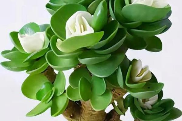 阳台植物摆放旺财风水 阳台植物摆放旺财风水