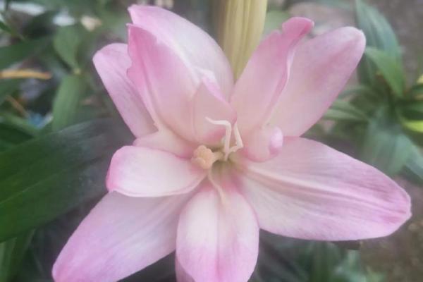 百合姓名配对 名字百合的意思？