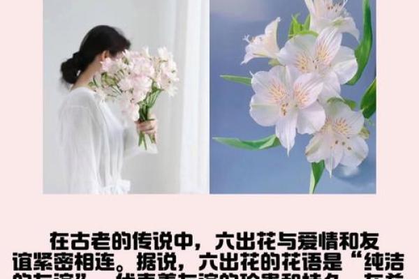 百合姓名配对 名字百合的意思？