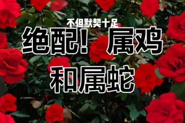 生肖鸡男配对姻缘 属鸡男生肖配对？