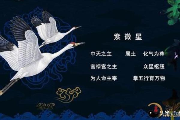 天机紫薇斗数长相