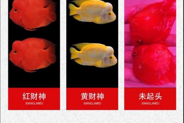 财神鱼有黄色的吗