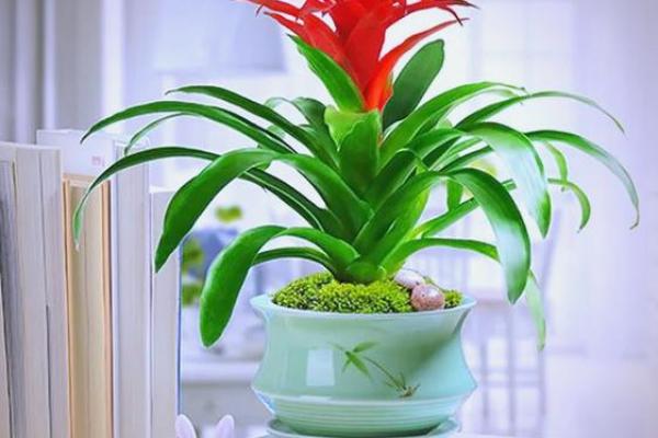 必须知道的风水植物优点有哪些？