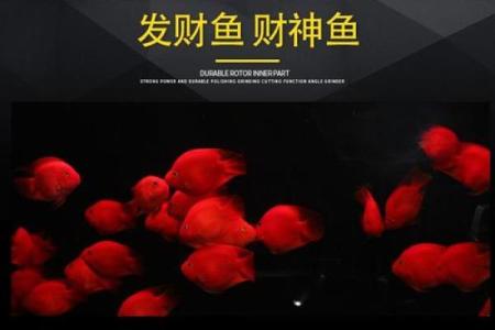 财神鱼有黄色的吗