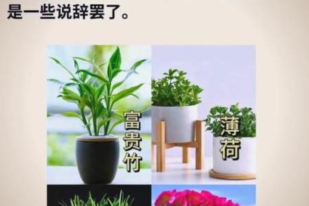 必须知道的风水植物优点有哪些？