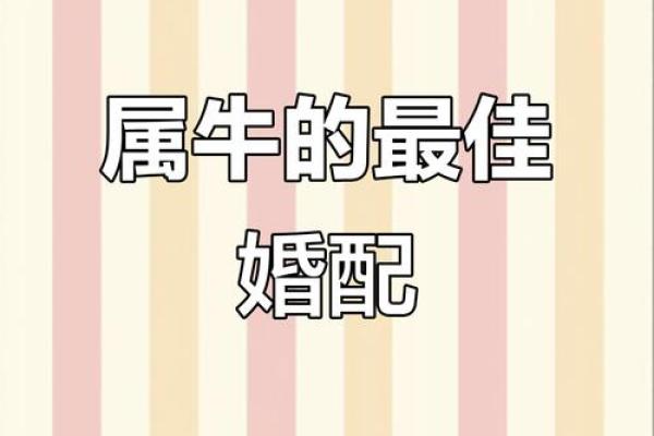 属牛女的婚姻配对更佳属相