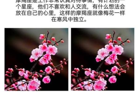 十二星座最合适的花