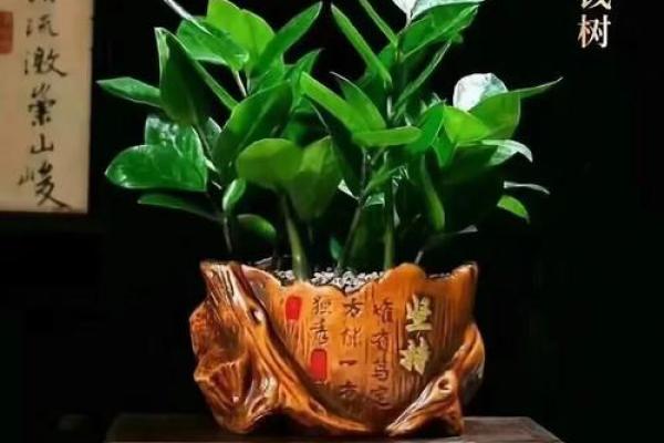 生肖属兔求财财神放哪个方向 养什么植物最旺财