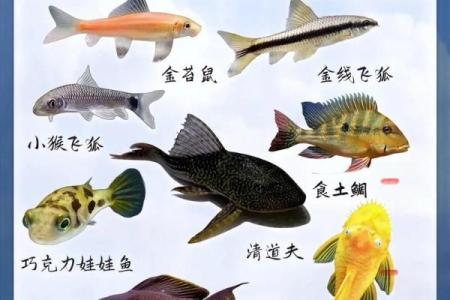 家庭中养鱼，要注意的风水详解