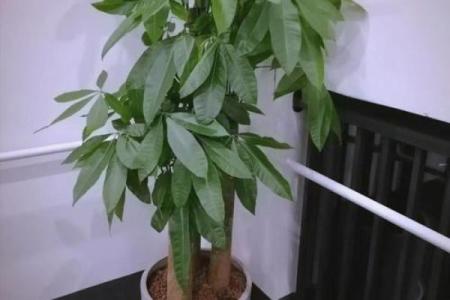 生肖属兔求财财神放哪个方向 养什么植物最旺财