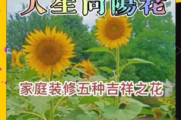 需重视风水十大吉祥花忌讳禁忌