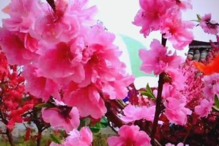阳台和窗台风水布置提高桃花运