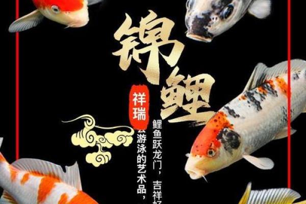 锦鲤鱼混养风水
