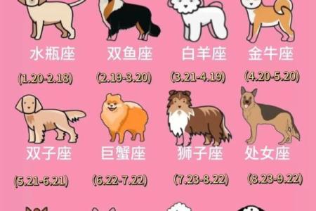 十二星座谁是最适合养的狗狗