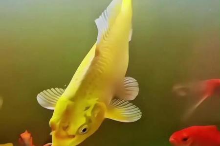 锦鲤鱼混养风水