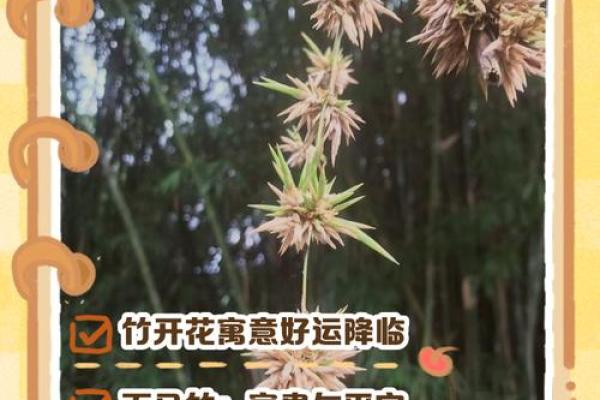 风水竹子开花意味着有灾祸发生吗