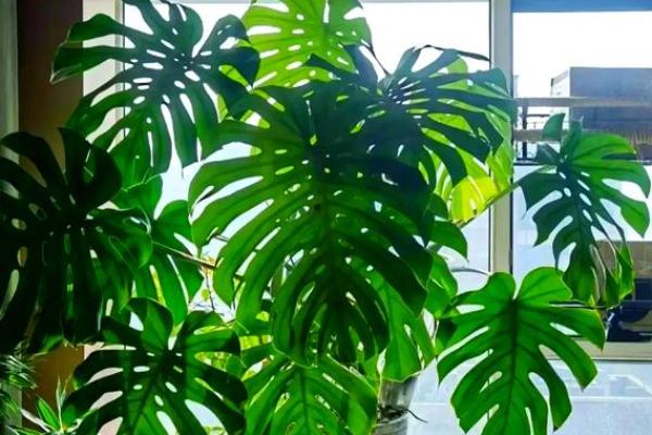 家居生活中风水植物与健康开运