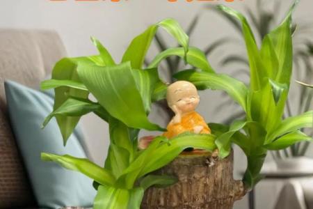家居生活中风水植物与健康开运
