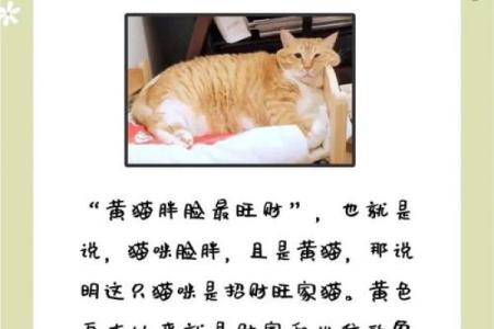 养猫能招财吗？你的八字能养猫吗