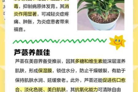 芦荟的风水作用