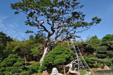 庭院风水树有哪些 庭院种什么树风水好