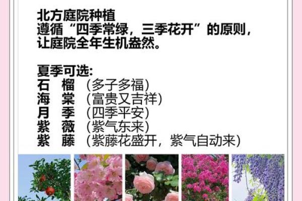 四季如春屋前种什么树最旺风水讲究