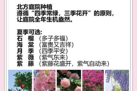 四季如春屋前种什么树最旺风水讲究
