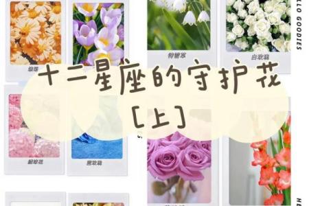 十二星座的专属花都有哪些呢