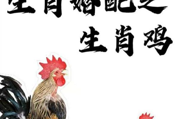 属鼠和属鸡的八字合不合得来,属鸡的跟属鼠的合财吗