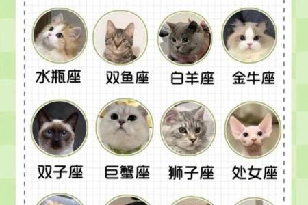 星座最适合什么猫类