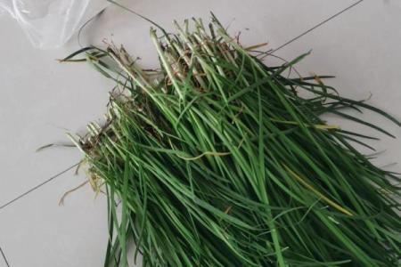 风水院子_韭菜种在院子有甚么寓意