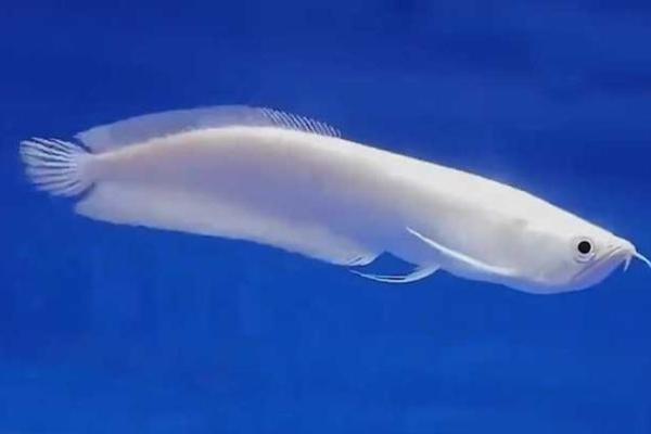 养银龙鱼风水 养银龙鱼风水讲究