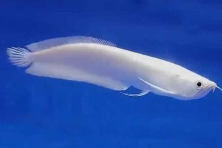 养银龙鱼风水 养银龙鱼风水讲究