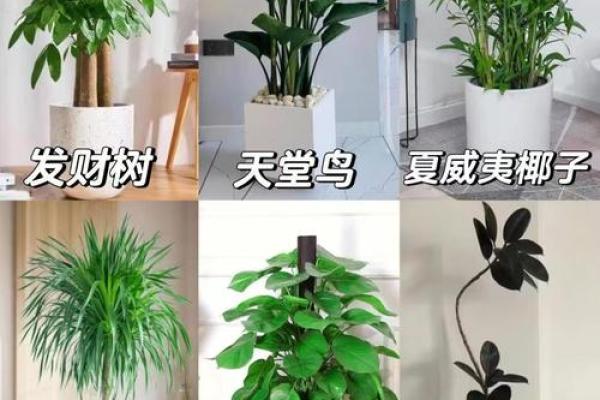 儿童卧室摆放植物风水宜忌