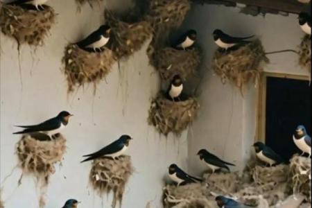 房子屋檐下有鸟窝好吗风水