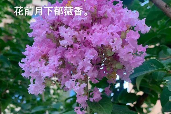 紫薇花象征着好运吗,紫薇花吉利吗