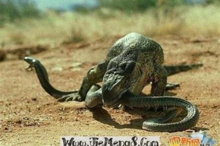 女性做梦梦到算命先生是什么预兆