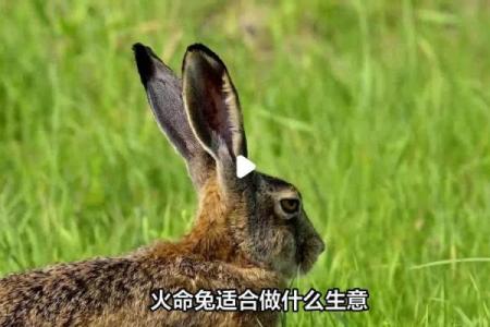 算命说是金兔子