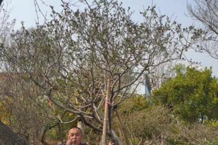 民间看花树算命是违法吗
